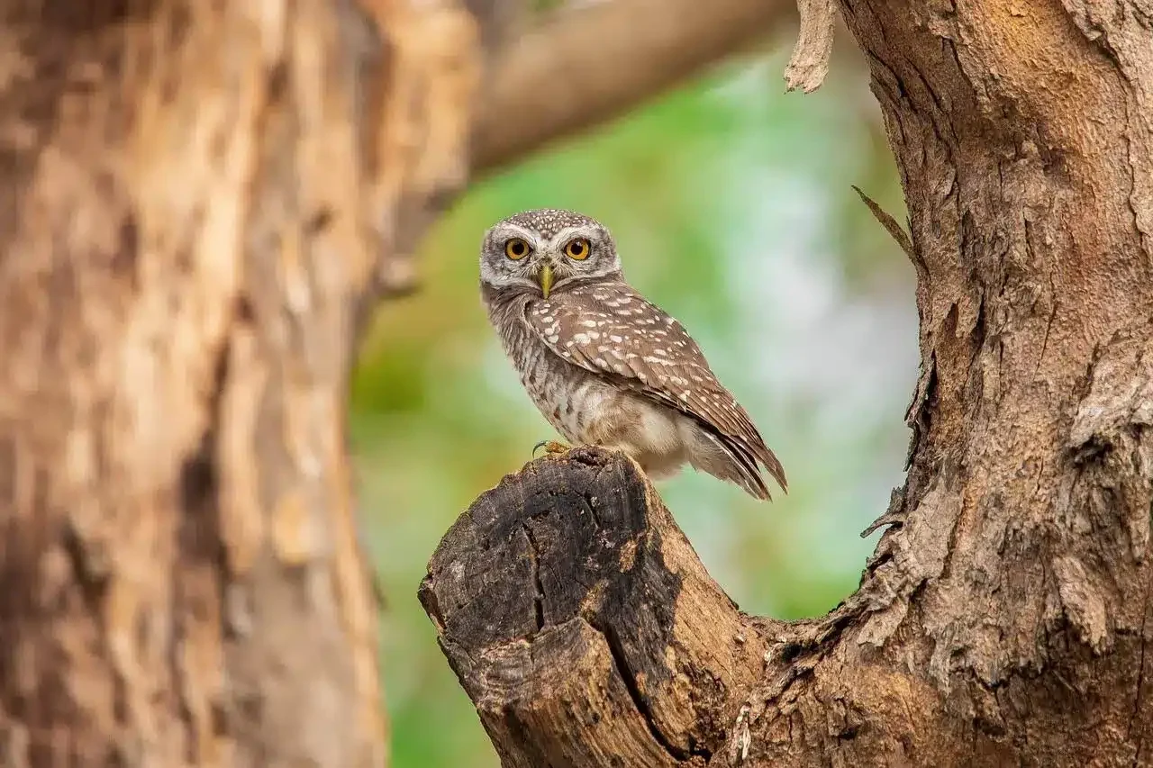 Bird Watching