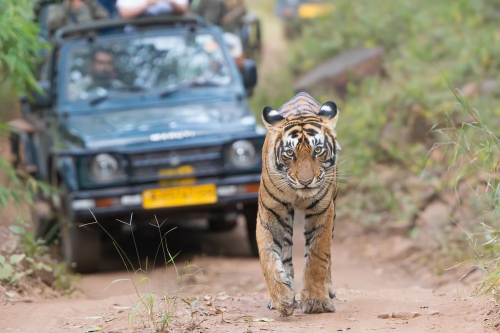 An open jeep safari through an Indian tiger reserve