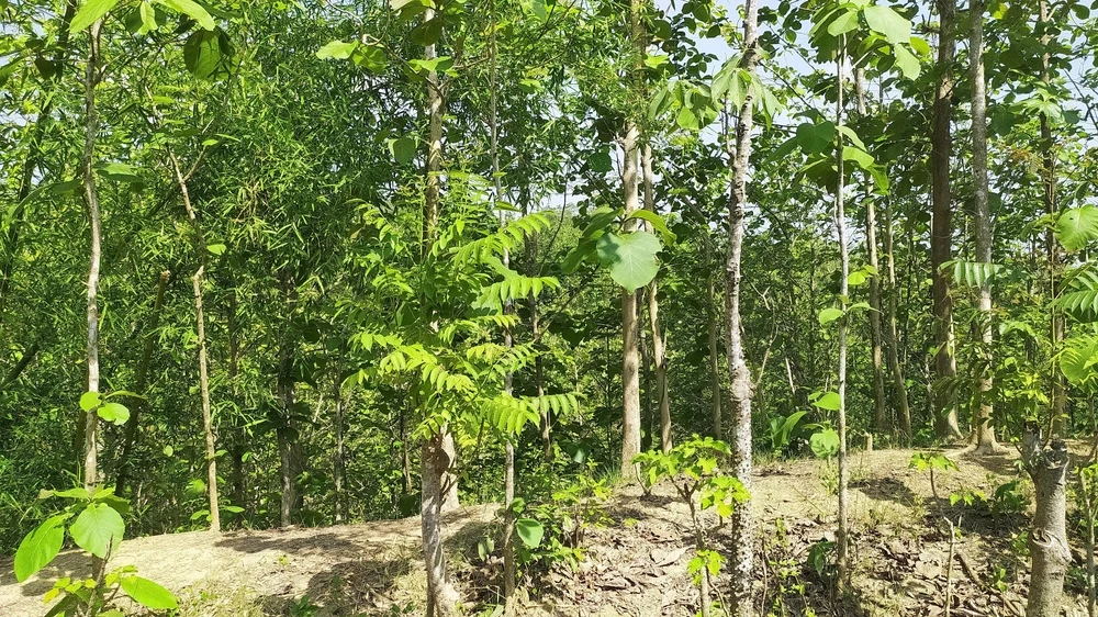 Sidhi Forest Landscapes