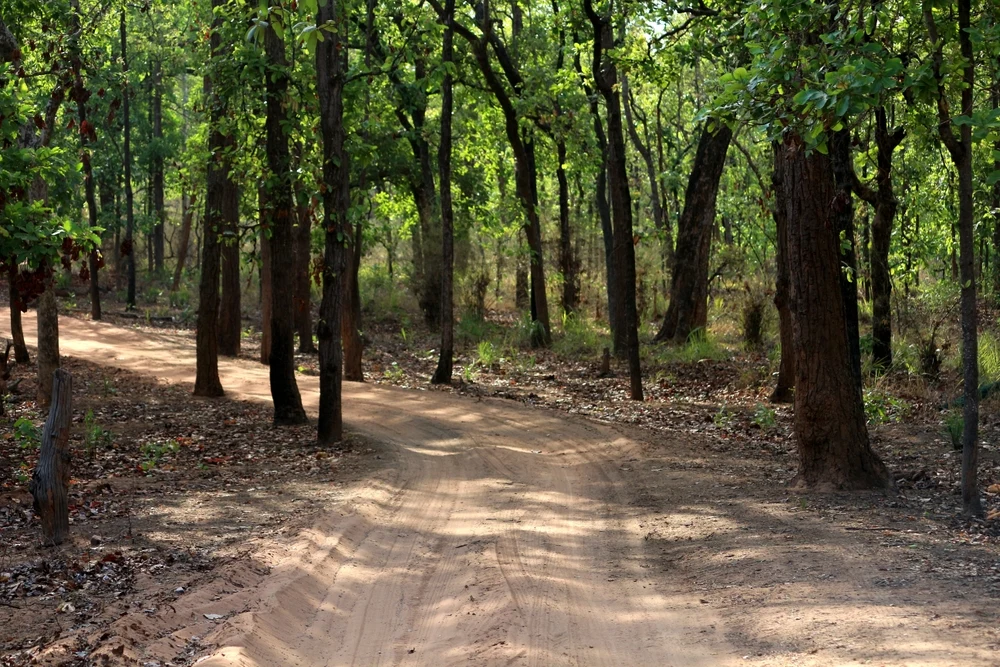 Flora Sanjay Dubri Tiger Reserve