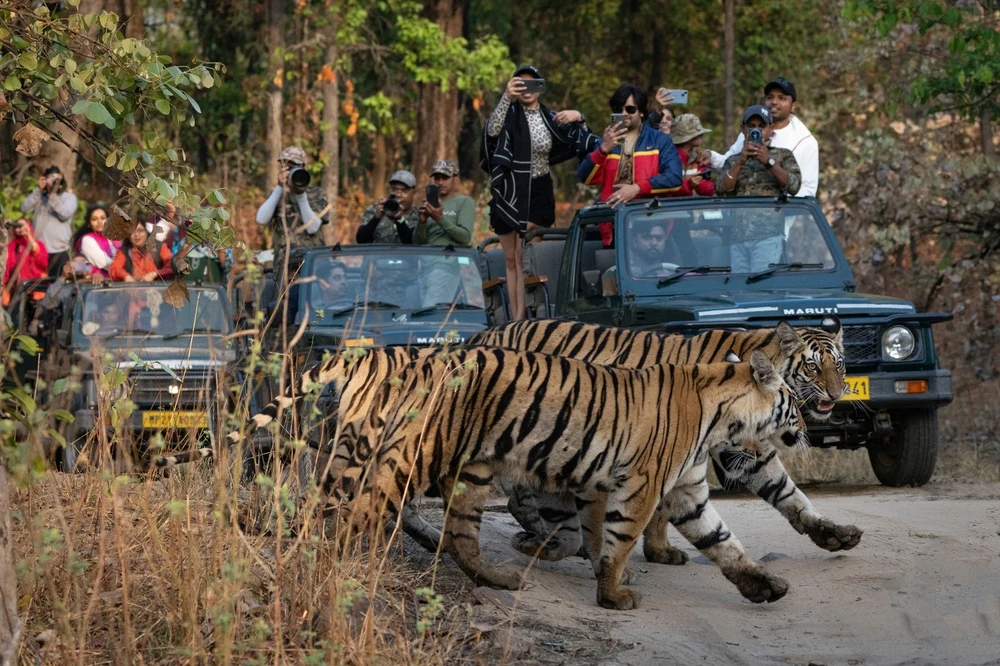 Safari in Sanjay Dubri Tiger Reserve