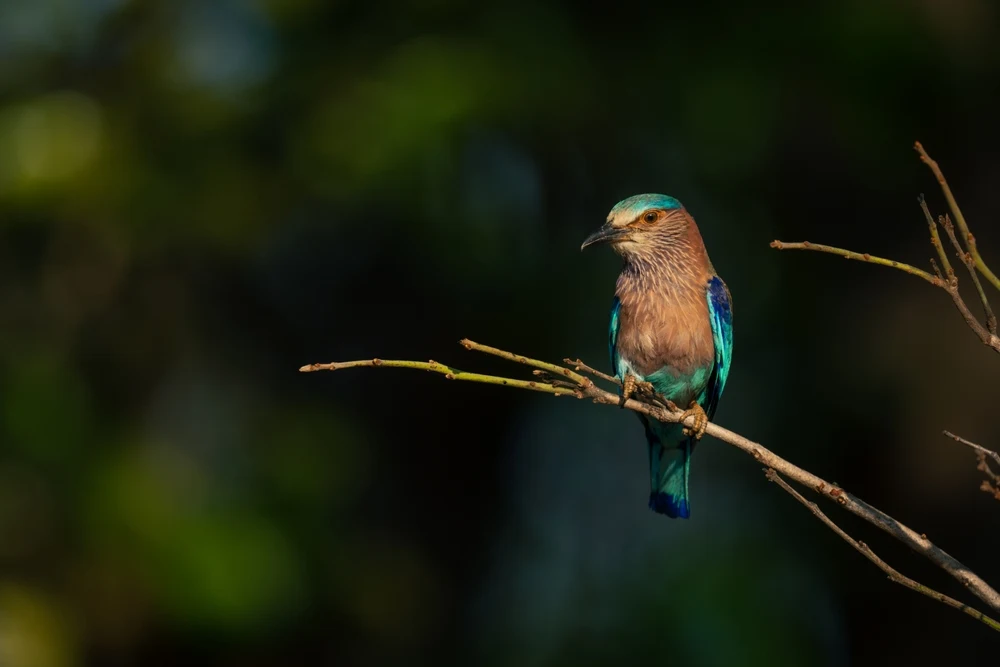 Bird Watching