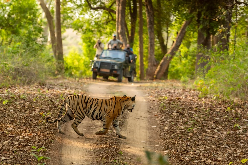 Jeep Safari