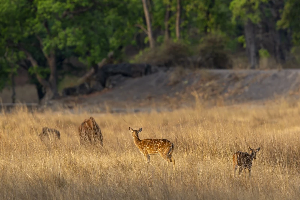 Bori Wildlife Sanctuary