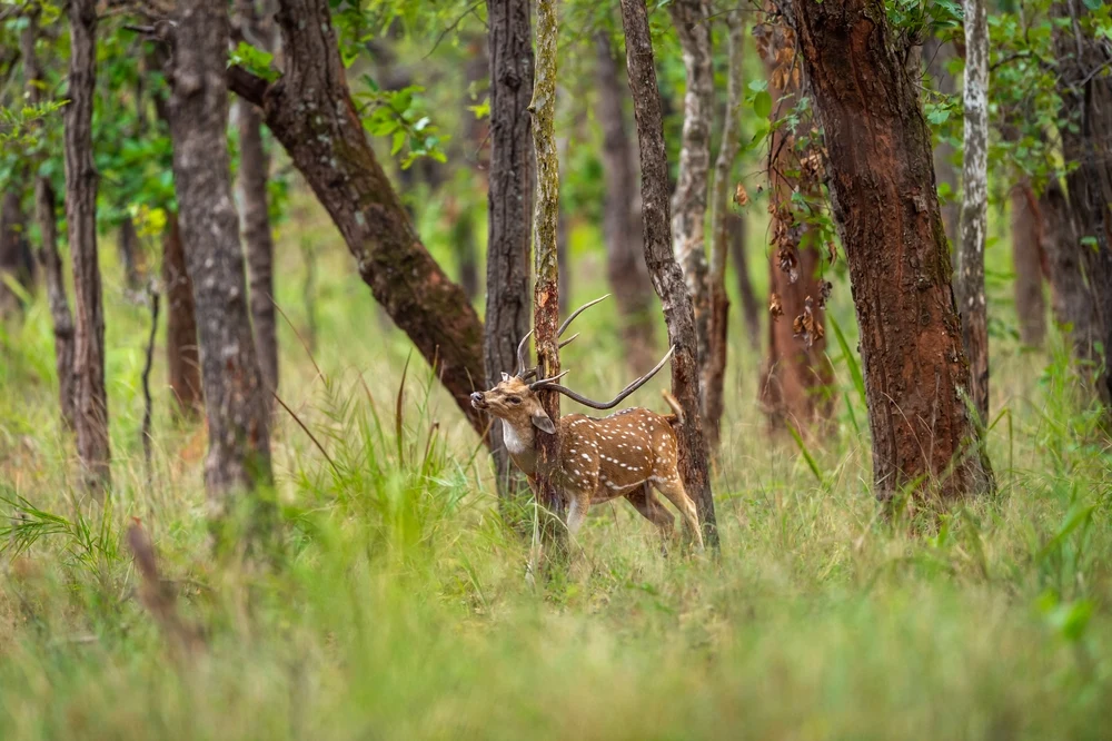 Churna Forest Range