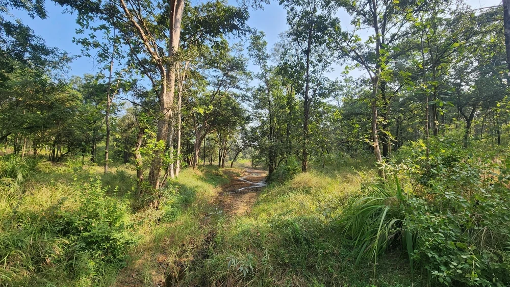 Flora in Satpura National Park