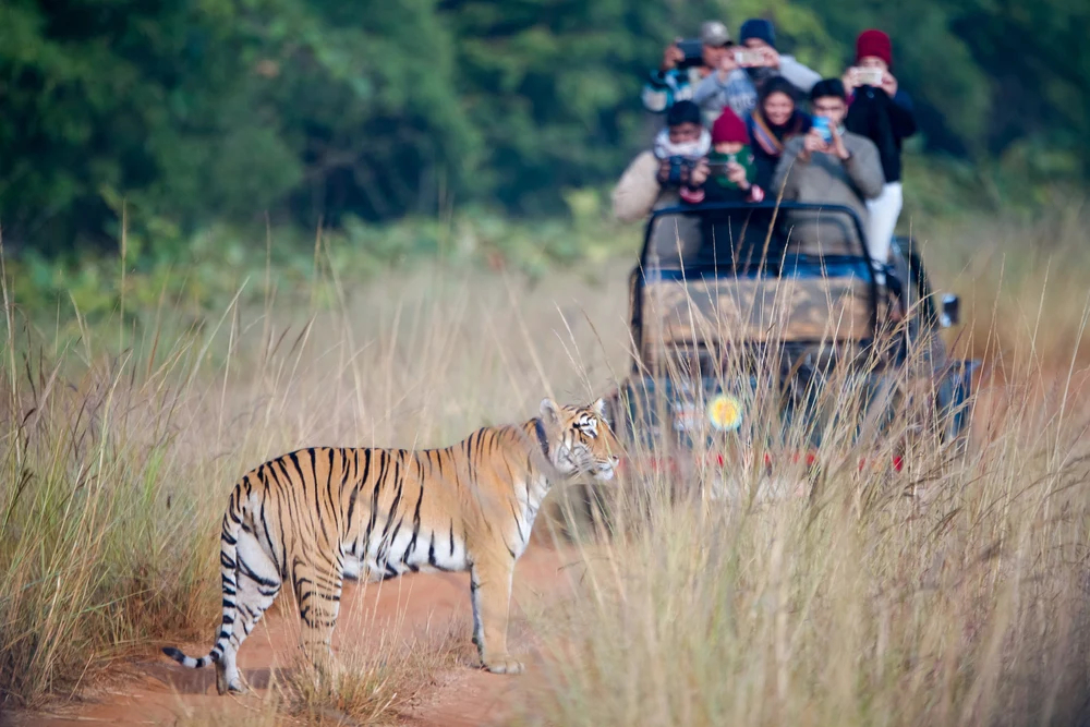 Safari in Satpura Tiger Reserve