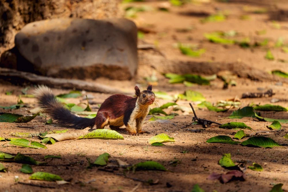 Indian Giant Squirrel Satpura
