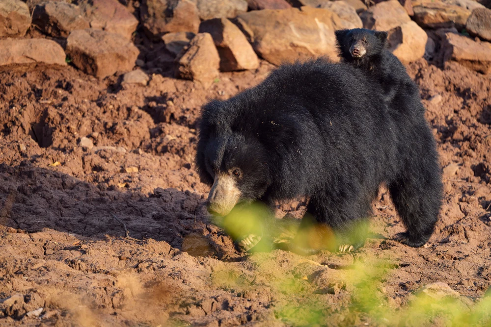 Sloth Bear in Satpura Tiger Reserve