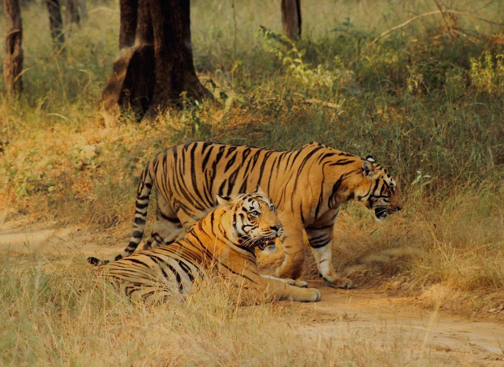 Tiger Couple in Satpura Tiger Reserve