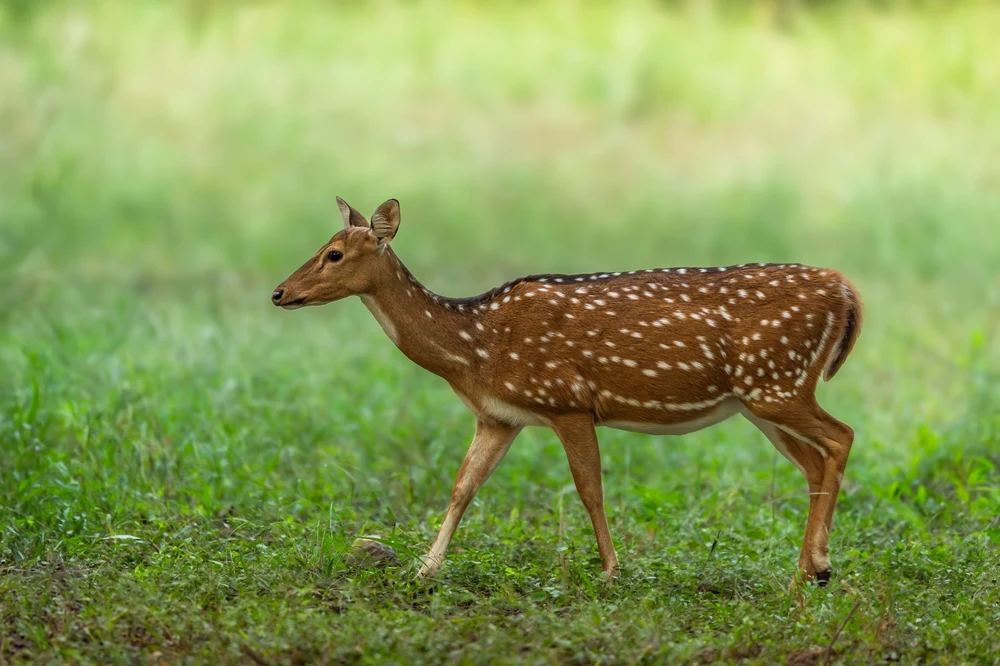 Spotted Deer in Satpura Tiger Reserve
