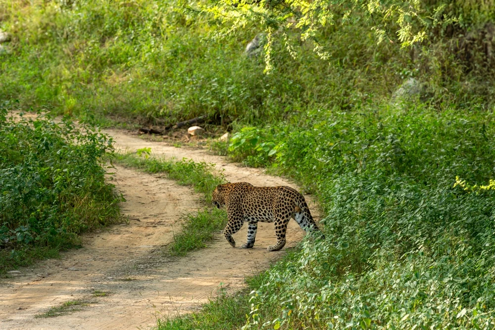 Leopard in Satpura Tiger Reserve
