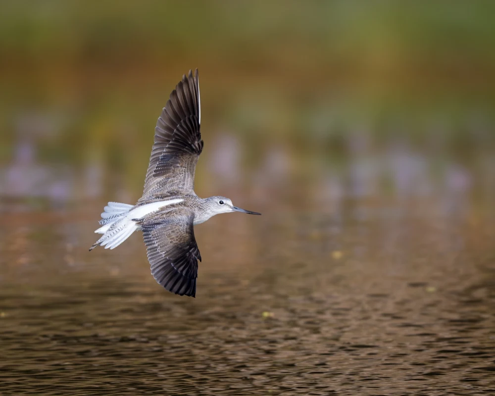 Bird in Satpura Tiger Reserve