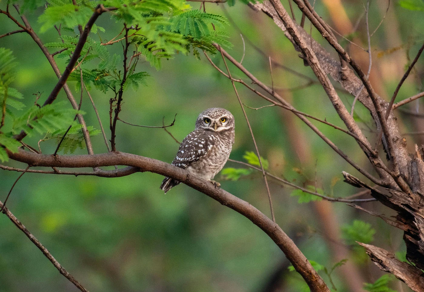 Bird Watching