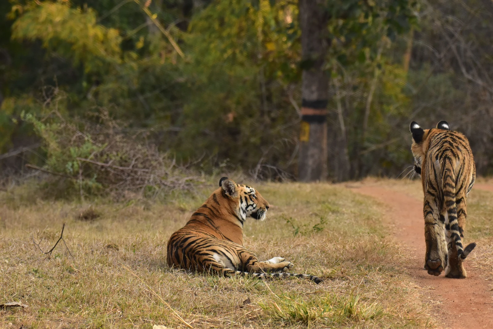 Udanti Sitanadi Tiger Reserve in Chhattisgarh