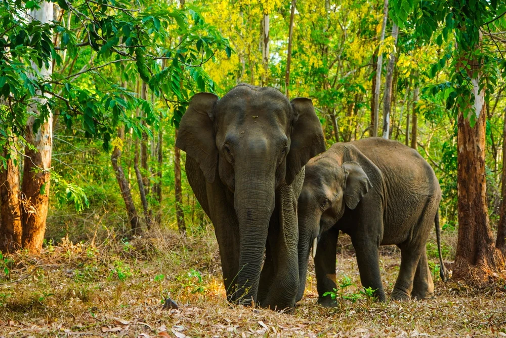 Muthanga Wildlife Sanctuary in Kerala
