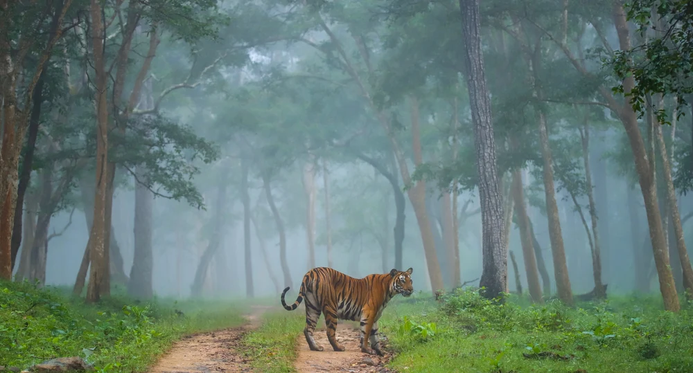 Periyar National Park in Kerala