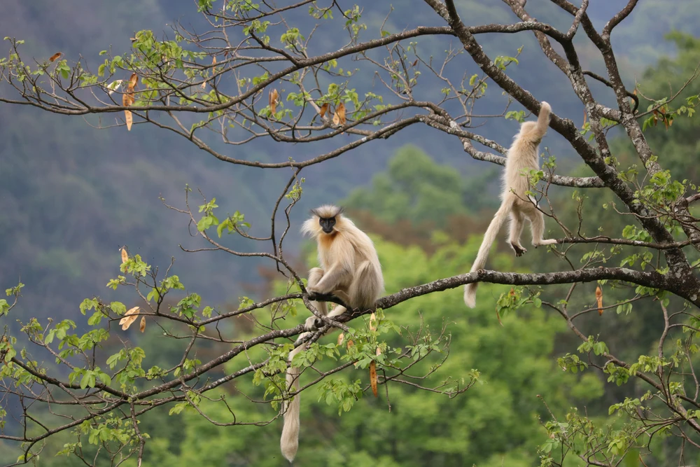 Ntangki National Park in Nagaland