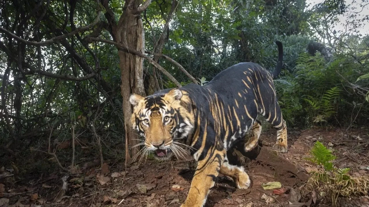 Similipal Tiger Reserve