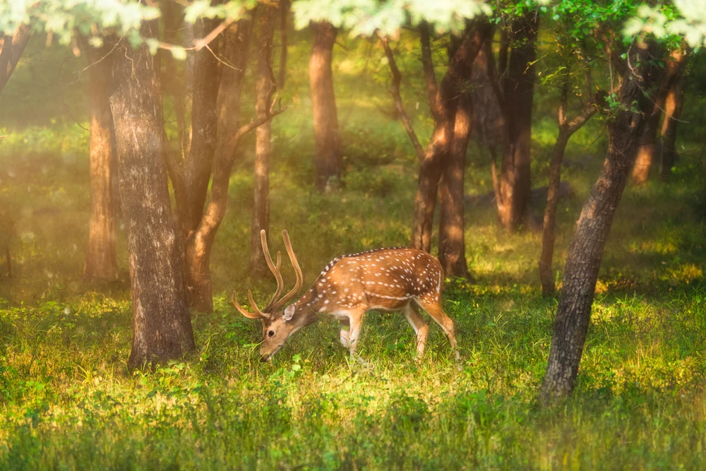 Dholpur-Karauli Tiger Reserve in Rajasthan