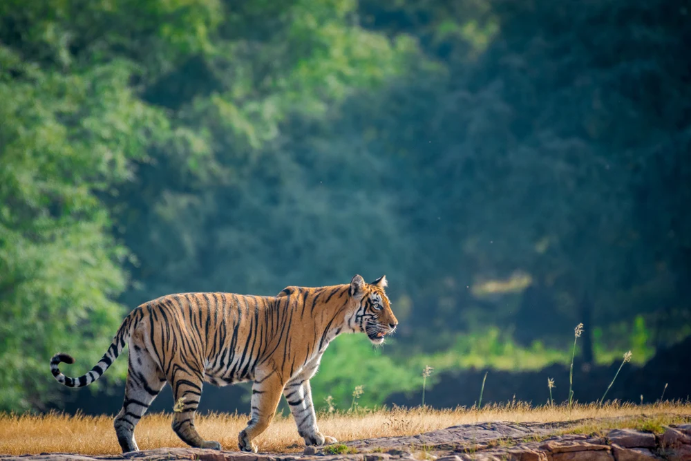 Mukundara Hills National Park in Rajasthan