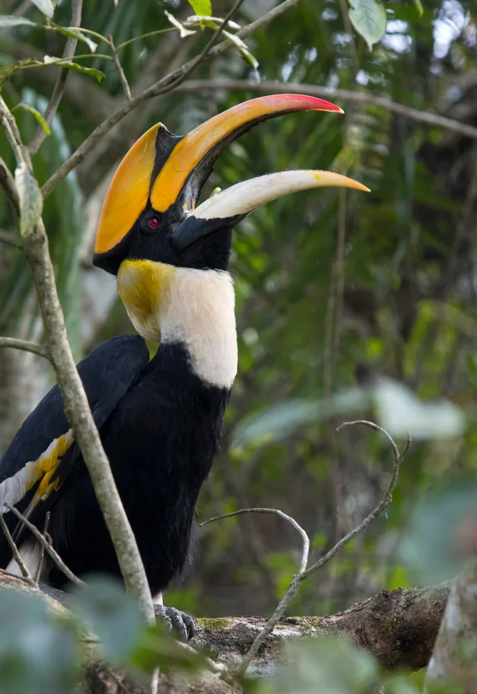 Kaziranga National Park