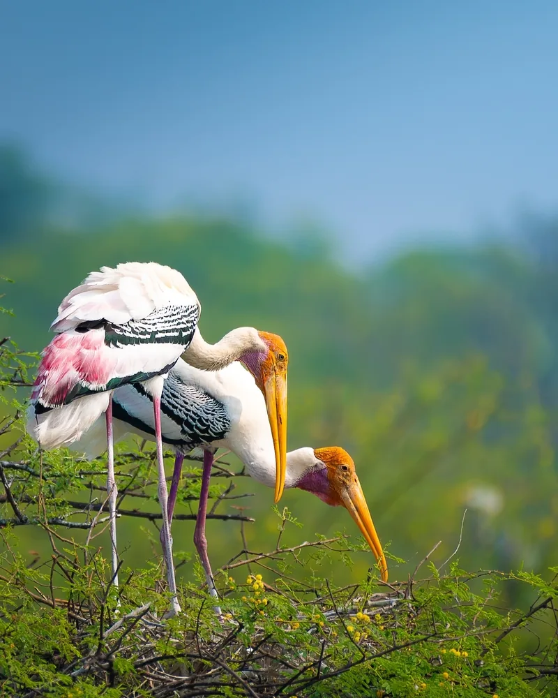Keoladeo Ghana National Park