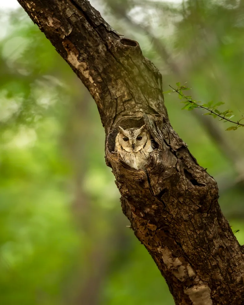 Ranthambore National Park