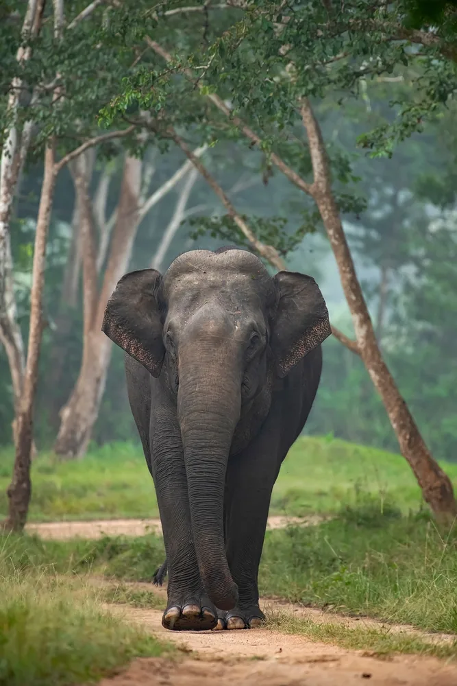 Bandipur Tiger Reserve