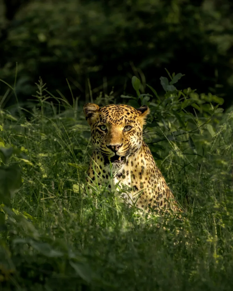 Amagarh Leopard Safari