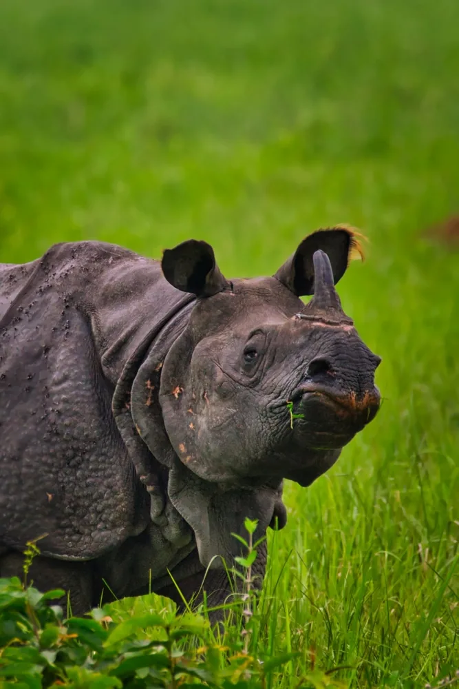 Dudhwa National Park