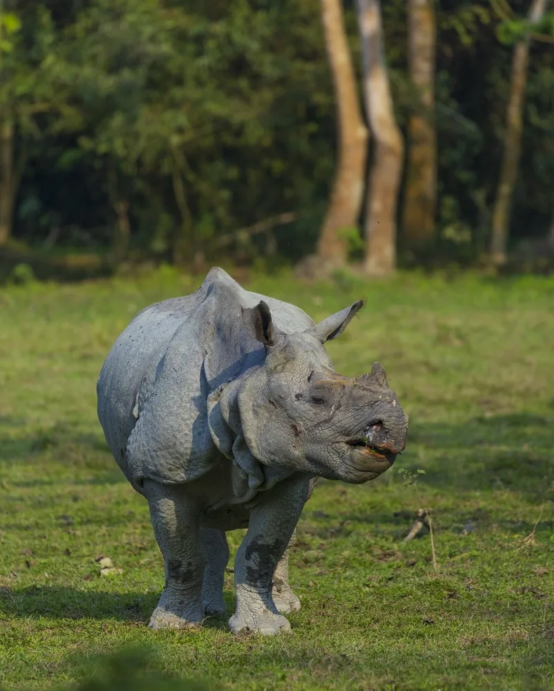 Kaziranga National Park