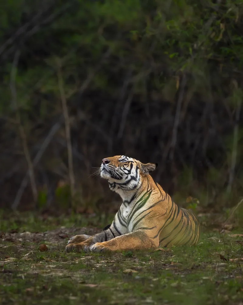 Bandhavgarh National Park