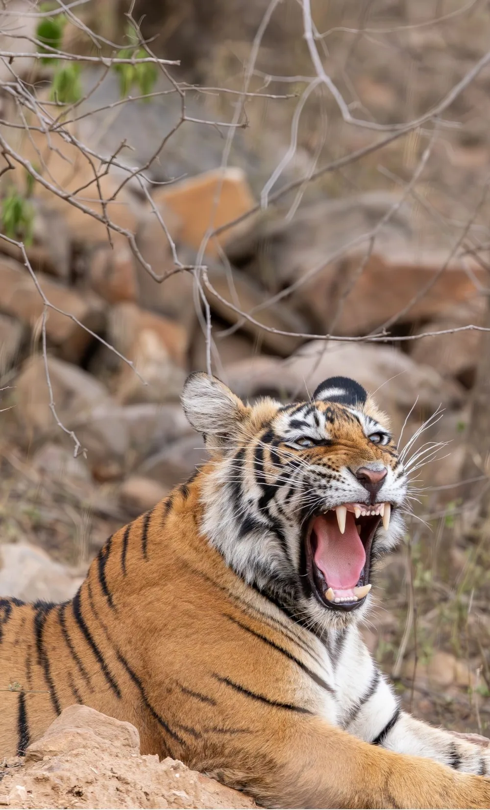 Sariska Tiger Reserve