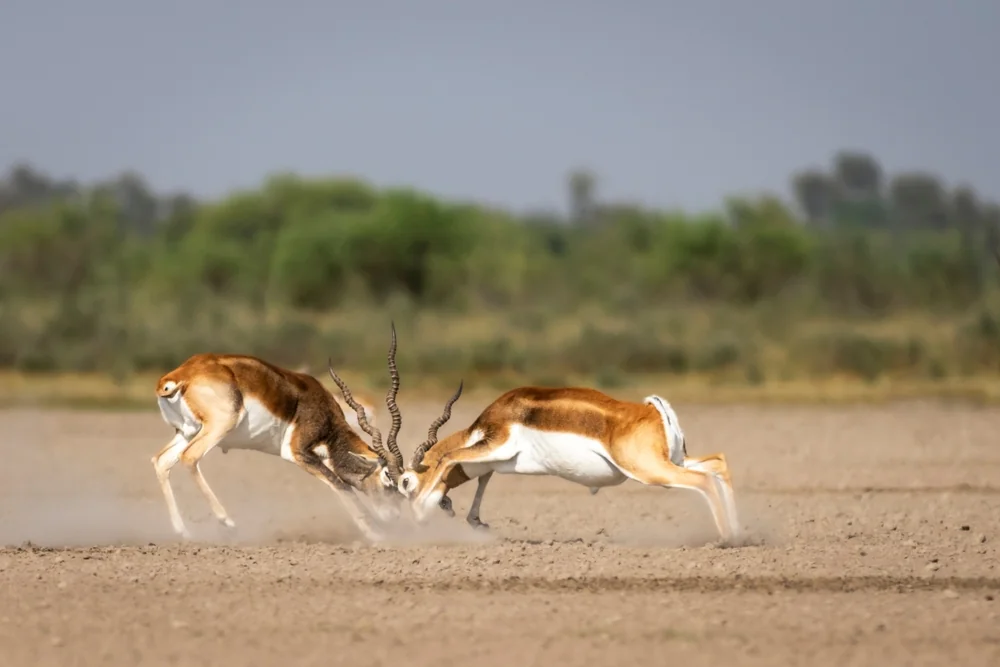 Wildlife in Gujarat