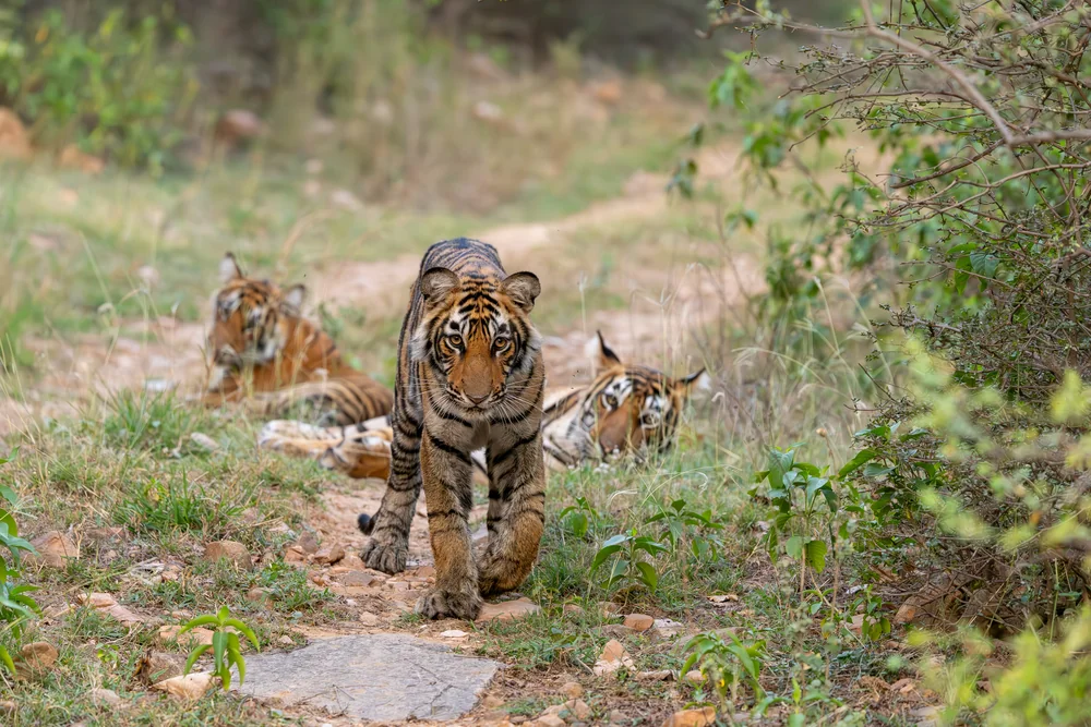 Wildlife in Rajasthan