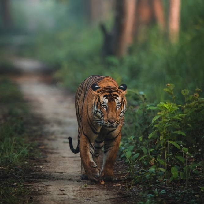 Pilibhit Tiger Reserve