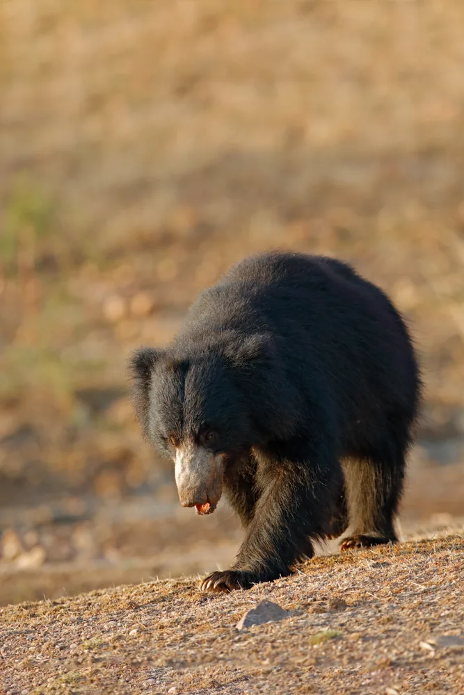 Guru Ghasidas Tiger Reserve