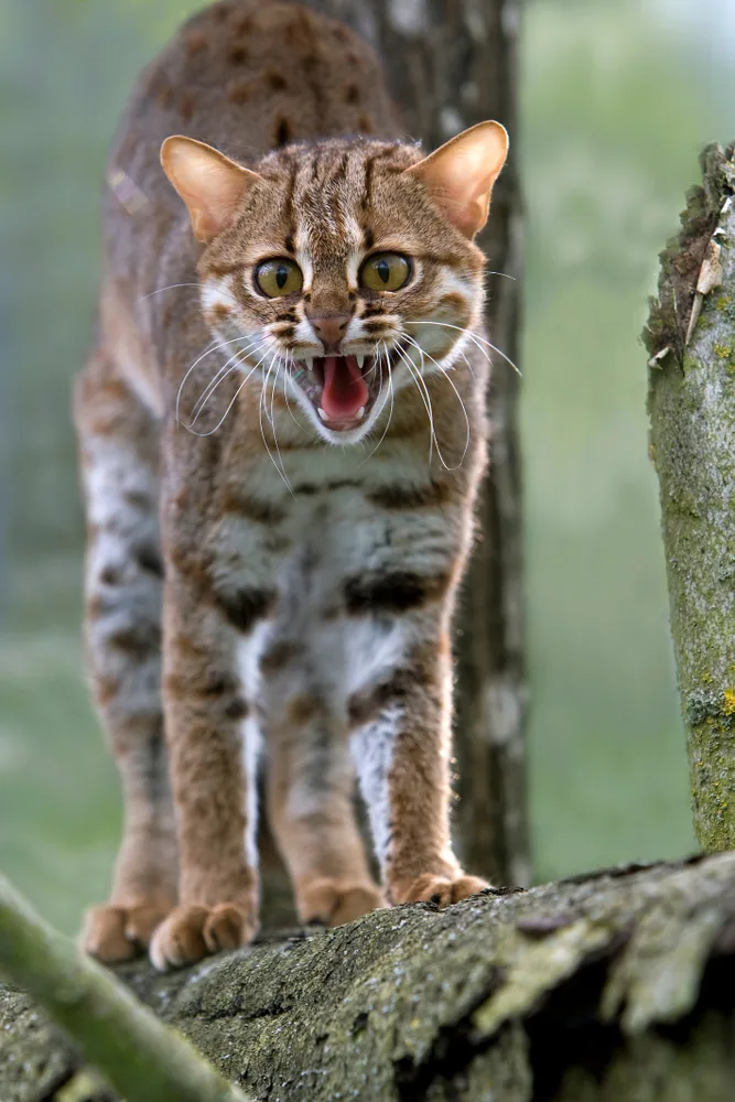 Veerangana Durgavati Tiger Reserve