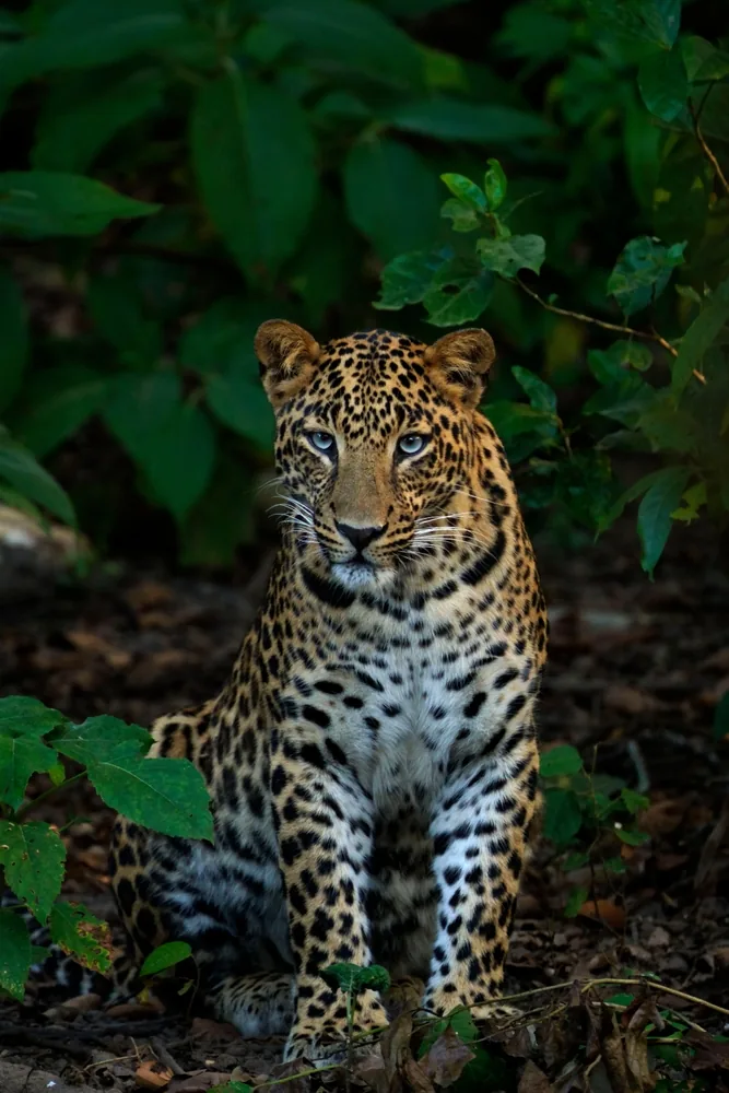 Rajaji National Park