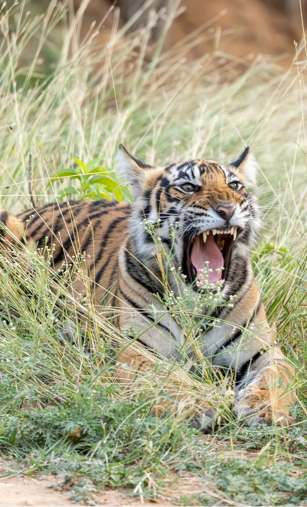 Sariska Tiger Reserve