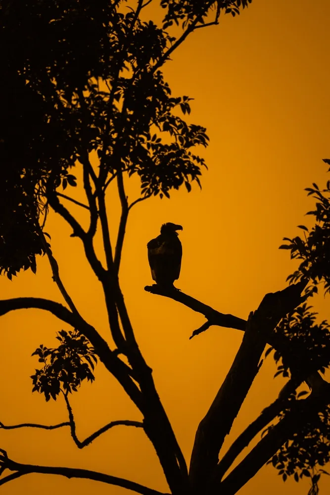 Amrabad Tiger Reserve