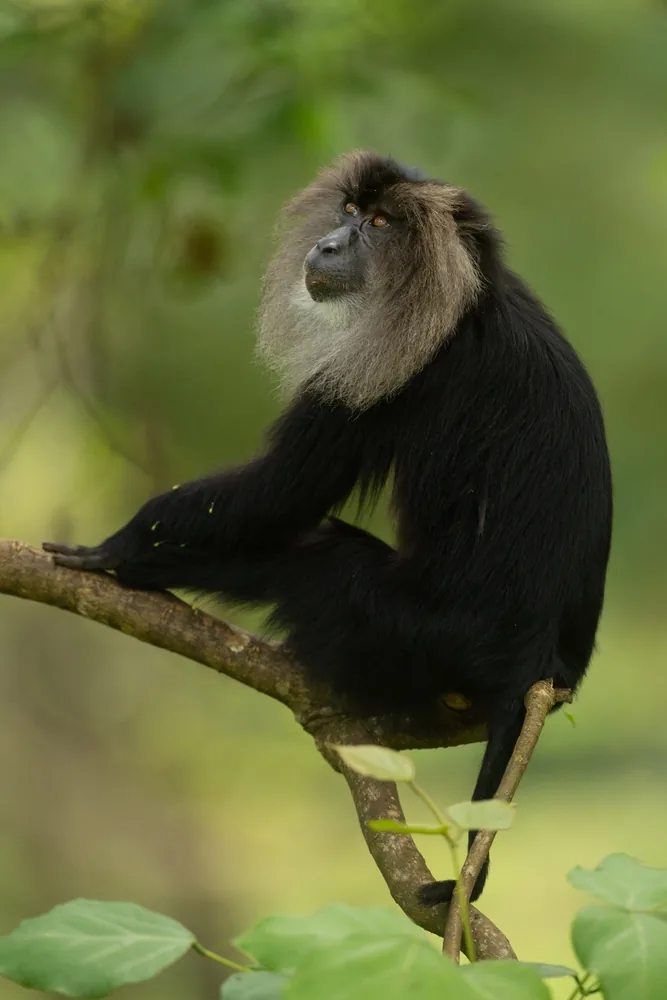 Anamalai Tiger Reserve (Indira Gandhi Wildlife Sanctuary)