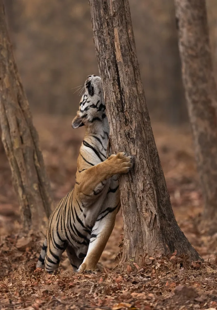 Umred Karhandla Wildlife Sanctuary