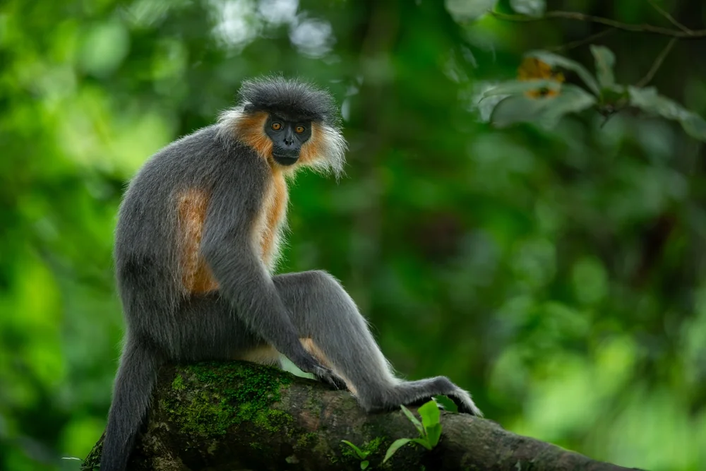 Manas National Park