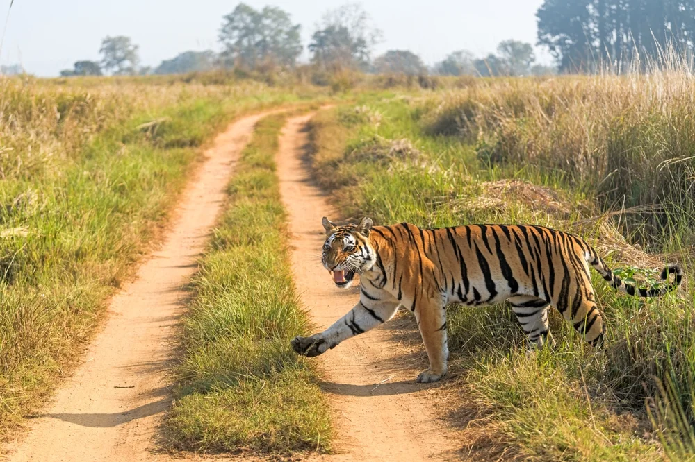 Kanha National Park