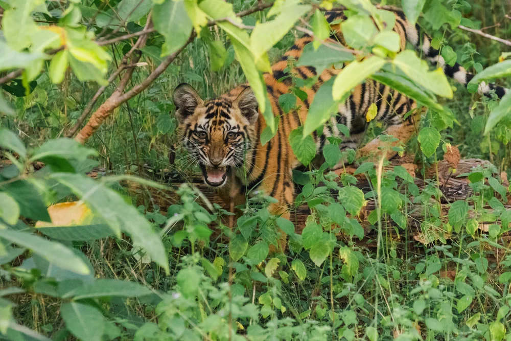 Sanjay Dubri Tiger Reserve