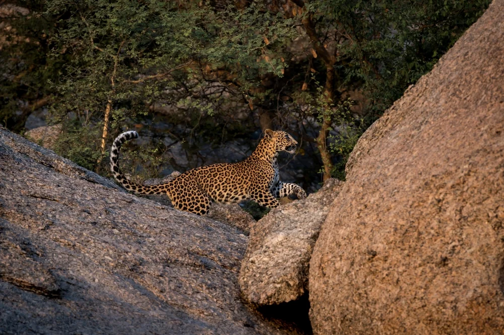 Jawai Leopard Safari