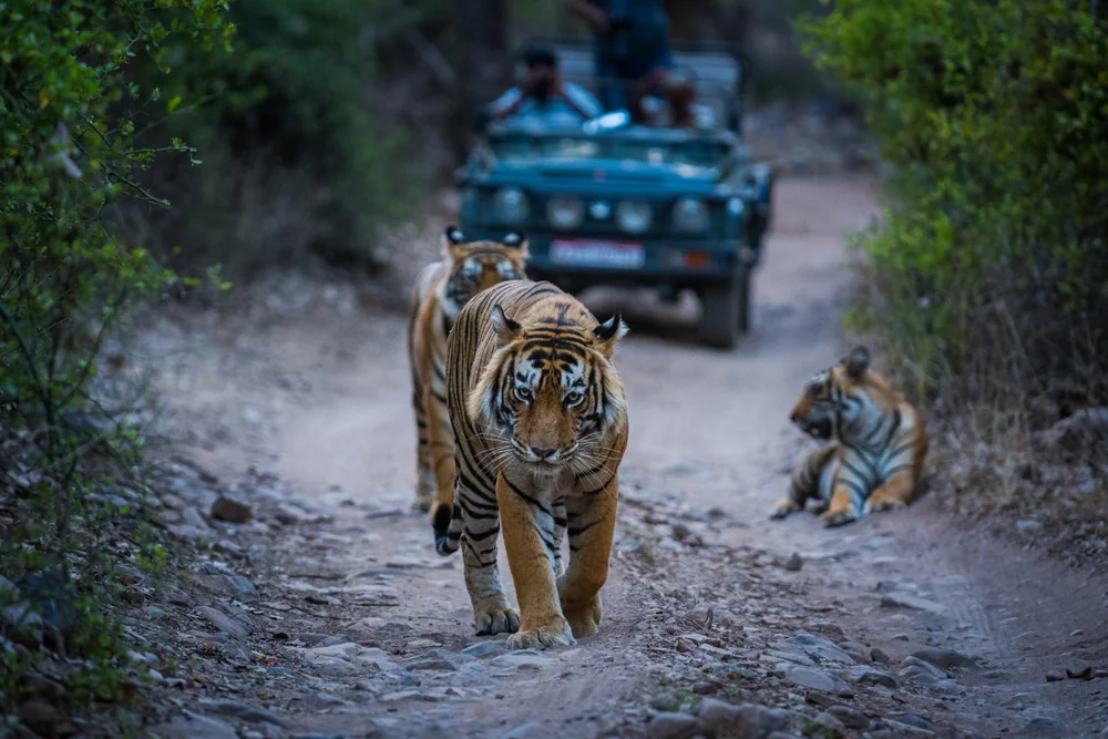 Ranthambore National Park