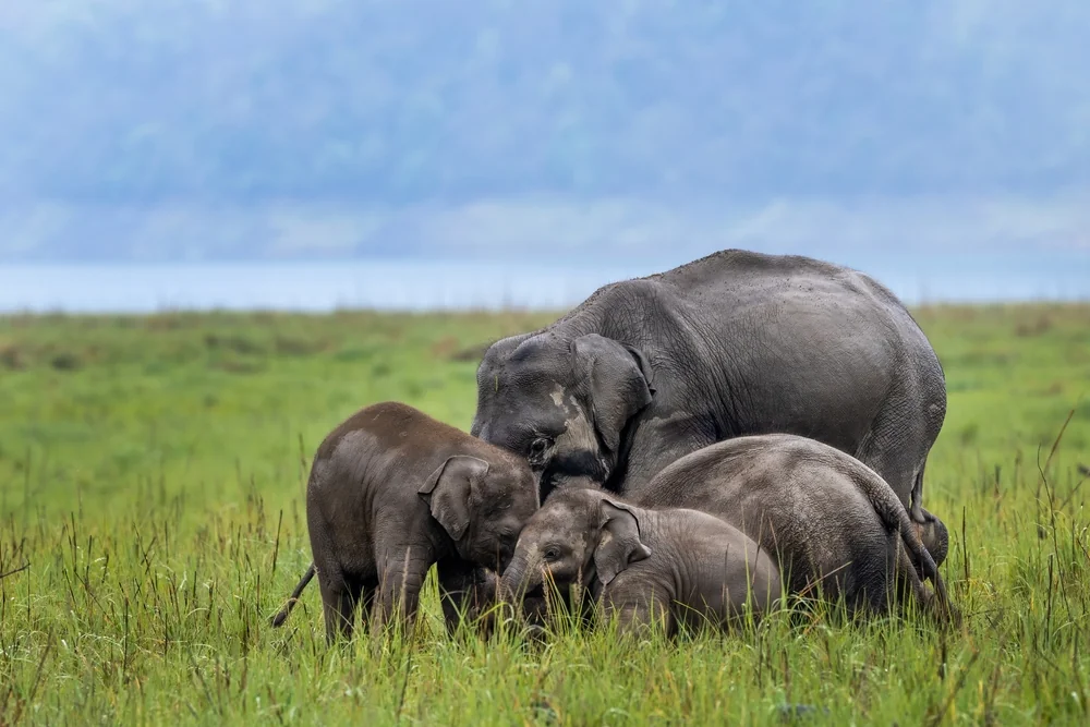 Jim Corbett National Park
